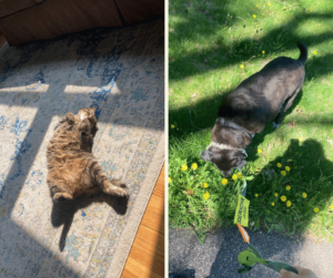 Amanda's cat on the left in the sun belly up. The dog Buddy on the right on a walk. 